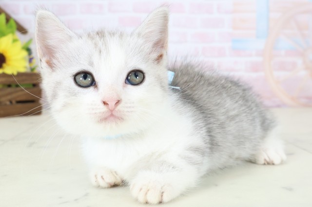 高知県のマンチカン (Coo&RIKUのいち店/2026年4月18日生まれ/男の子/シルバータビーホワイト)の子猫の3枚目の画像
