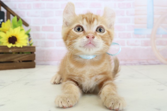 ワンちゃん・ネコちゃん(子犬・子猫)検索結果 | ペットショップCoo＆RIKU