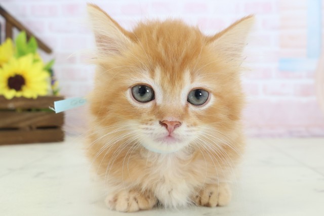山口県のキンカロー (Coo&RIKUシーモール下関店/2026年3月29日生まれ/男の子/レッドタビー)の子猫の1枚目の画像