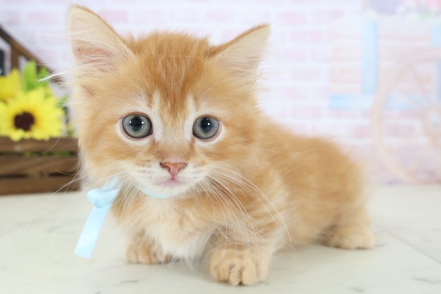 山口県のキンカロー (Coo&RIKUシーモール下関店/2026年3月29日生まれ/男の子/レッドタビー)の子猫の3枚目の画像