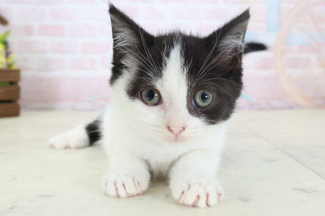 岡山県のマンチカン (Coo&RIKU岡山店/2026年4月6日生まれ/男の子/ブラウンタビーホワイト)の子猫の1枚目の画像