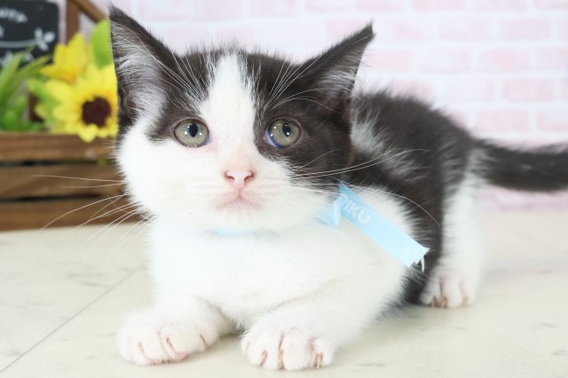 岡山県のマンチカン (Coo&RIKU岡山店/2026年4月6日生まれ/男の子/ブラウンタビーホワイト)の子猫の3枚目の画像