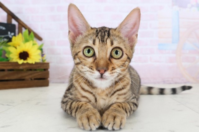 愛媛県のトイガー (Coo&RIKU愛媛松山店/2026年2月9日生まれ/女の子/ブラウンスポットタビー)の子猫