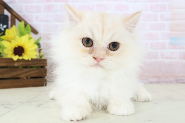 広島県のミヌエット (Coo&RIKU東広島店/2026年1月19日生まれ/男の子/クリームタビー)の子猫の1枚目の画像