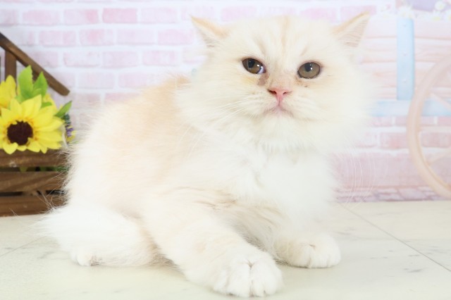 広島県のミヌエット (Coo&RIKU東広島店/2026年1月19日生まれ/男の子/クリームタビー)の子猫の2枚目の画像