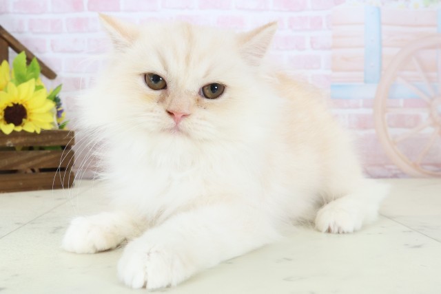 広島県のミヌエット (Coo&RIKU東広島店/2026年1月19日生まれ/男の子/クリームタビー)の子猫の3枚目の画像