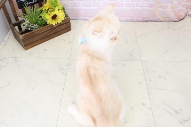 広島県のミヌエット (Coo&RIKU東広島店/2026年1月19日生まれ/男の子/クリームタビー)の子猫の4枚目の画像