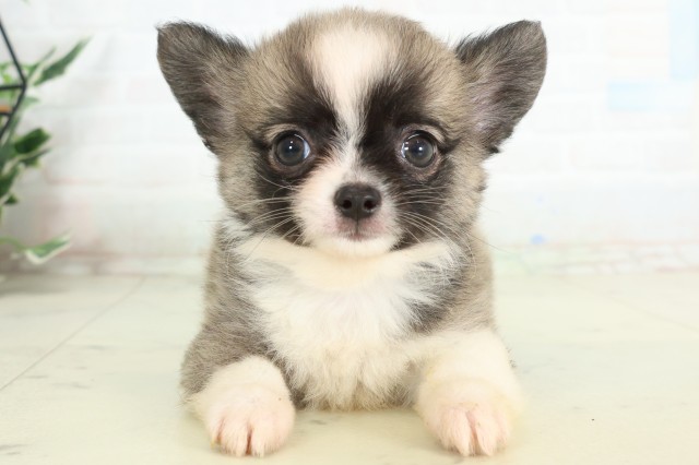 新潟県のチワワ(ロング) (Coo&RIKU新潟東店/2026年4月15日生まれ/男の子/フォーンホワイト)の子犬