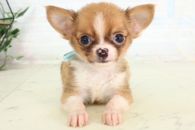 福岡県のチワワ(ロング) (Coo&RIKU筑後店/2026年4月15日生まれ/男の子/レッドホワイト)の子犬