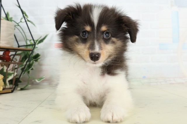 北海道のシェットランドシープドッグ (Coo&RIKU帯広店/2026年4月18日生まれ/女の子/トライカラー)の子犬の1枚目の画像