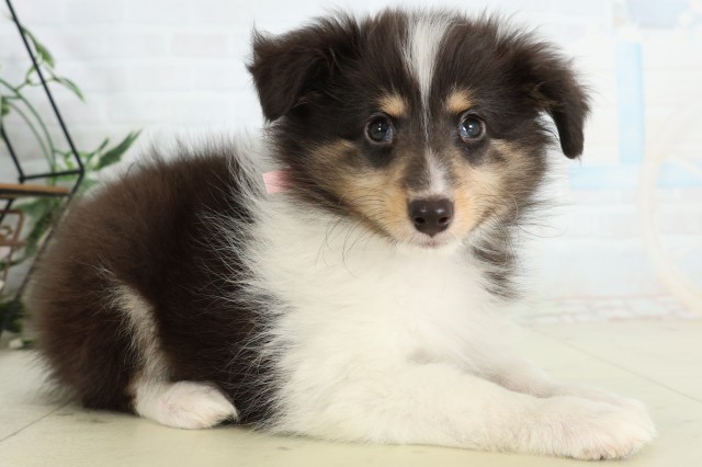 北海道のシェットランドシープドッグ (Coo&RIKU帯広店/2026年4月18日生まれ/女の子/トライカラー)の子犬の2枚目の画像