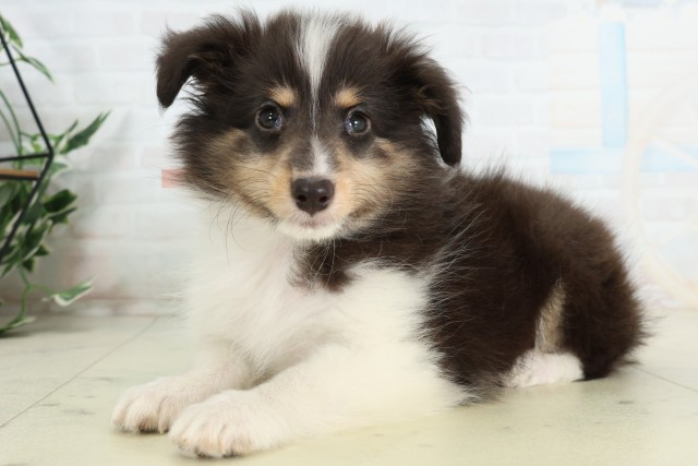 北海道のシェットランドシープドッグ (Coo&RIKU帯広店/2026年4月18日生まれ/女の子/トライカラー)の子犬の3枚目の画像