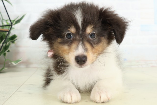 北海道のシェットランドシープドッグ (Coo&RIKU室蘭店/2026年4月18日生まれ/女の子/トライカラー)の子犬の1枚目の画像