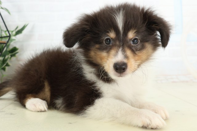 北海道のシェットランドシープドッグ (Coo&RIKU室蘭店/2026年4月18日生まれ/女の子/トライカラー)の子犬の2枚目の画像