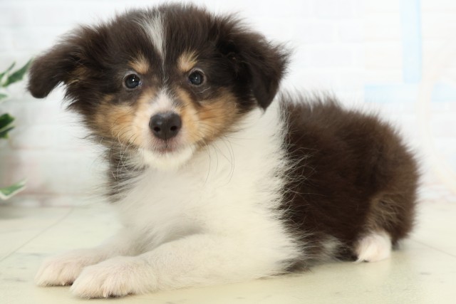 北海道のシェットランドシープドッグ (Coo&RIKU室蘭店/2026年4月18日生まれ/女の子/トライカラー)の子犬の3枚目の画像