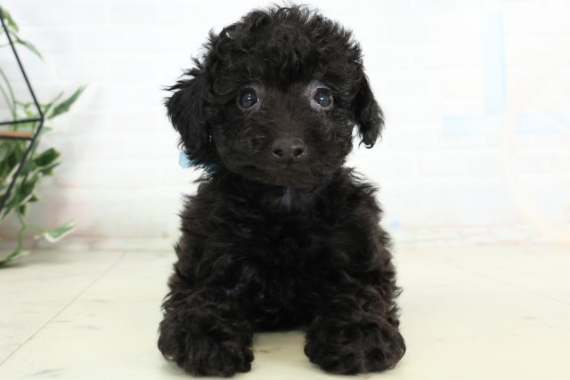岡山県のトイプードル(トイ) (Coo&RIKU岡山店/2026年4月17日生まれ/男の子/ブラック)の子犬
