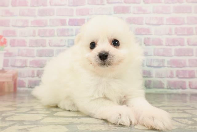 北海道のポメプー(ポメラニアン×プードル) (Coo&RIKU帯広店/2026年4月16日生まれ/男の子/クリーム)の子犬の3枚目の画像