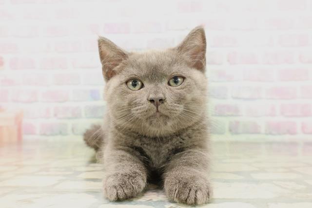 東京都のマンチカン (Coo&RIKU新小岩店/2026年4月14日生まれ/男の子/ブルー)の子猫の1枚目の画像