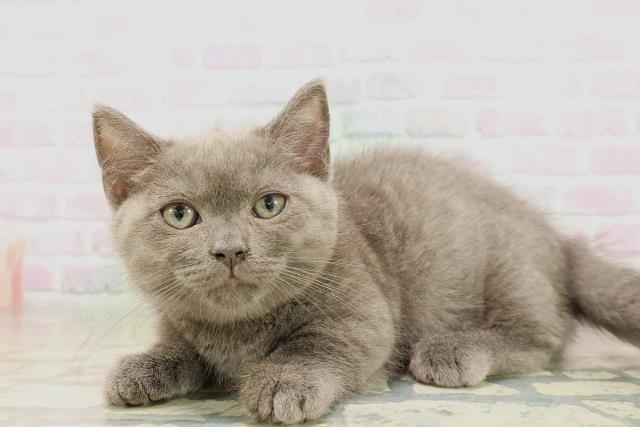 東京都のマンチカン (Coo&RIKU新小岩店/2026年4月14日生まれ/男の子/ブルー)の子猫の2枚目の画像