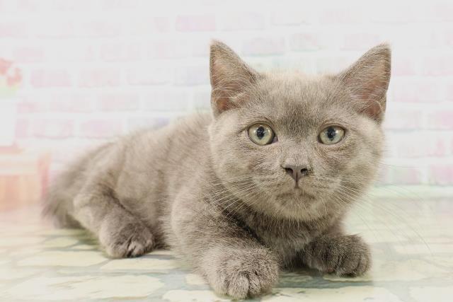 東京都のマンチカン (Coo&RIKU新小岩店/2026年4月14日生まれ/男の子/ブルー)の子猫の3枚目の画像