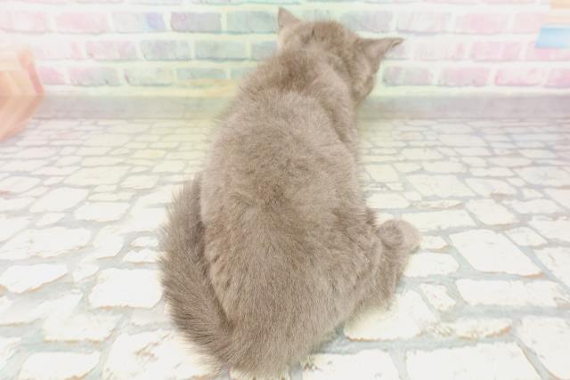 東京都のマンチカン (Coo&RIKU新小岩店/2026年4月14日生まれ/男の子/ブルー)の子猫の4枚目の画像