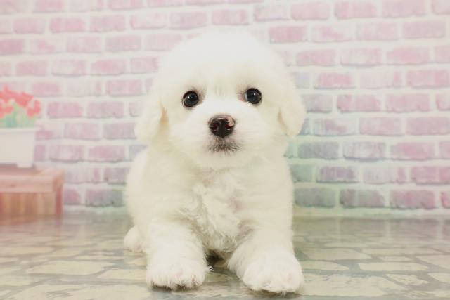 新潟県のビションフリーゼ (Coo&RIKU新潟西店/2026年4月19日生まれ/男の子/ホワイト)の子犬