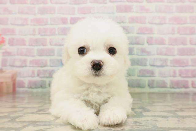 北海道のビションフリーゼ (Coo&RIKU札幌西店/2026年4月19日生まれ/男の子/ホワイト)の子犬の1枚目の画像