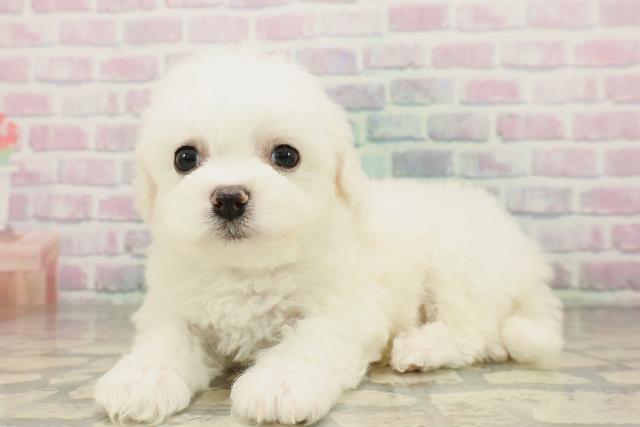 北海道のビションフリーゼ (Coo&RIKU札幌西店/2026年4月19日生まれ/男の子/ホワイト)の子犬の2枚目の画像