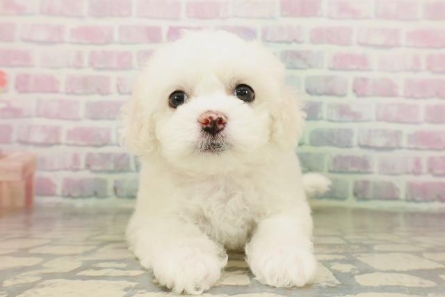 新潟県のビションフリーゼ (Coo&RIKU新潟東店/2026年4月19日生まれ/女の子/ホワイト)の子犬