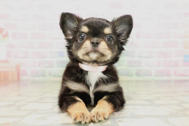 千葉県のチワワ(ロング) (Coo&RIKU市原店/2026年4月16日生まれ/女の子/ブラックタンホワイト)の子犬の1枚目の画像