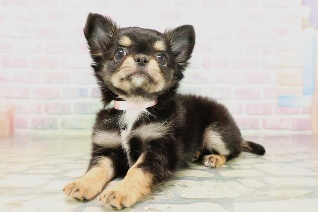 千葉県のチワワ(ロング) (Coo&RIKU市原店/2026年4月16日生まれ/女の子/ブラックタンホワイト)の子犬の2枚目の画像