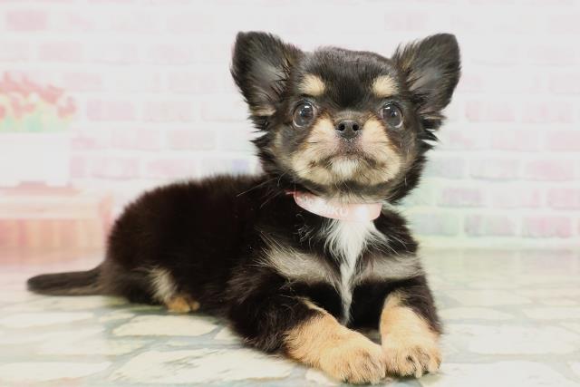 千葉県のチワワ(ロング) (Coo&RIKU市原店/2026年4月16日生まれ/女の子/ブラックタンホワイト)の子犬の3枚目の画像