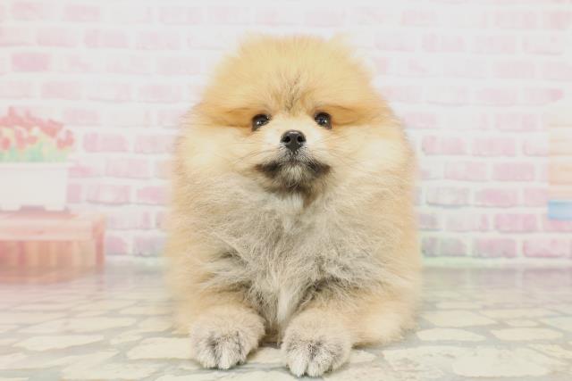 青森県のポメラニアン (Coo&RIKU青森店/2026年4月5日生まれ/男の子/オレンジ)の子犬