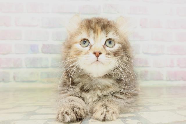 青森県のキンカロー (Coo&RIKU弘前店/2026年4月18日生まれ/女の子/ブラウンパッチドタビー)の子猫の1枚目の画像