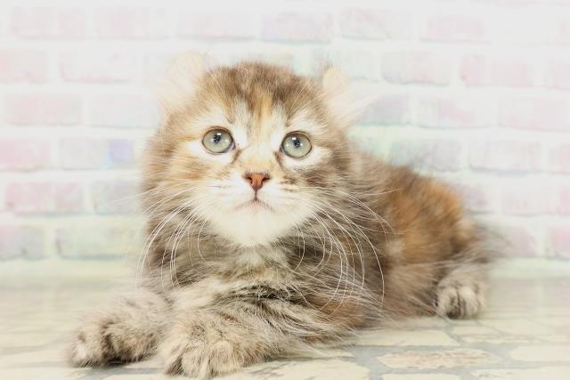 青森県のキンカロー (Coo&RIKU弘前店/2026年4月18日生まれ/女の子/ブラウンパッチドタビー)の子猫の2枚目の画像