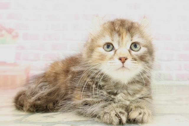 青森県のキンカロー (Coo&RIKU弘前店/2026年4月18日生まれ/女の子/ブラウンパッチドタビー)の子猫の3枚目の画像