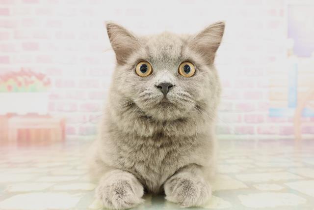 青森県のサイベリアン (Coo&RIKU青森店/2025年12月12日生まれ/女の子/ブルー)の子猫の1枚目の画像