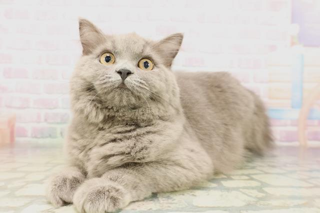 青森県のサイベリアン (Coo&RIKU青森店/2025年12月12日生まれ/女の子/ブルー)の子猫の2枚目の画像