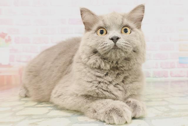 青森県のサイベリアン (Coo&RIKU青森店/2025年12月12日生まれ/女の子/ブルー)の子猫の3枚目の画像