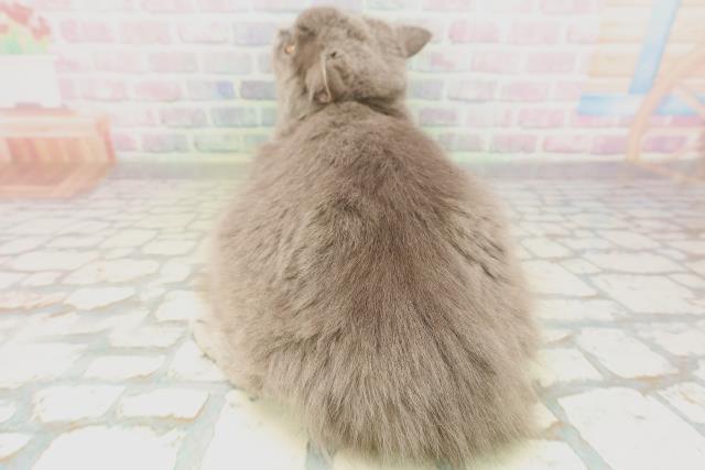 青森県のサイベリアン (Coo&RIKU青森店/2025年12月12日生まれ/女の子/ブルー)の子猫の4枚目の画像