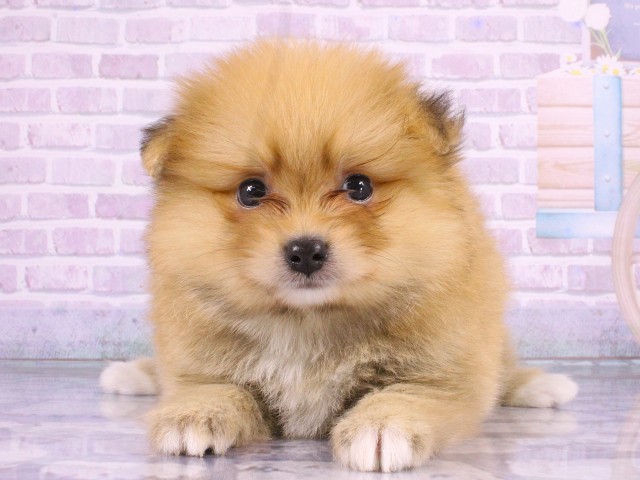 京都府のポメラニアン (Coo&RIKU京都店/2026年4月19日生まれ/男の子/オレンジ)の子犬の1枚目の画像