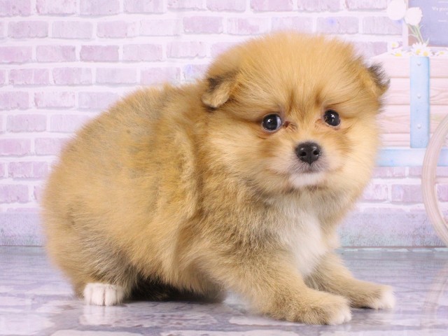 京都府のポメラニアン (Coo&RIKU京都店/2026年4月19日生まれ/男の子/オレンジ)の子犬の2枚目の画像