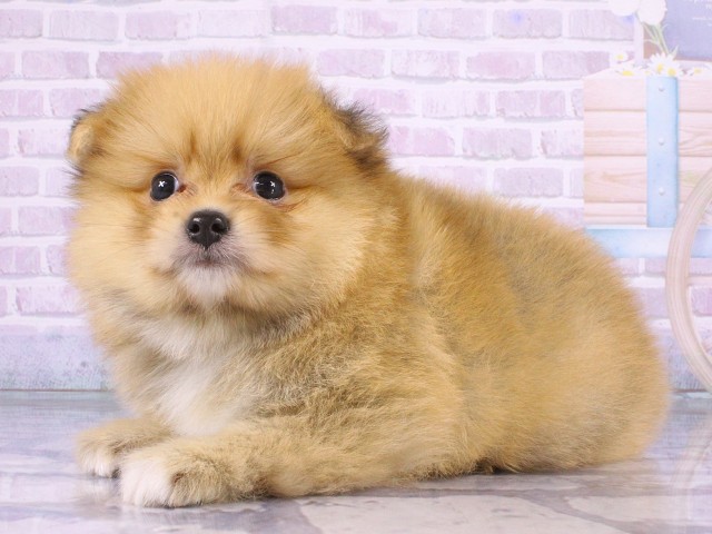 京都府のポメラニアン (Coo&RIKU京都店/2026年4月19日生まれ/男の子/オレンジ)の子犬の3枚目の画像