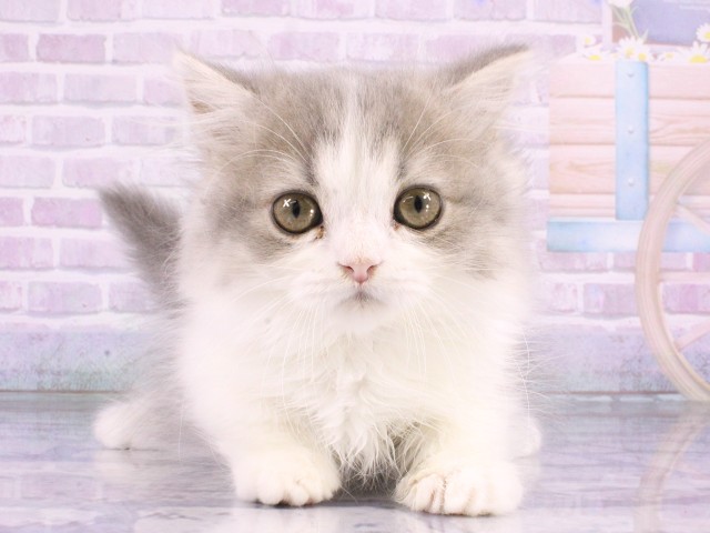 大阪府のミヌエット (Coo&RIKU梅田店/2026年4月5日生まれ/女の子/ブルータビーホワイト)の子猫の1枚目の画像