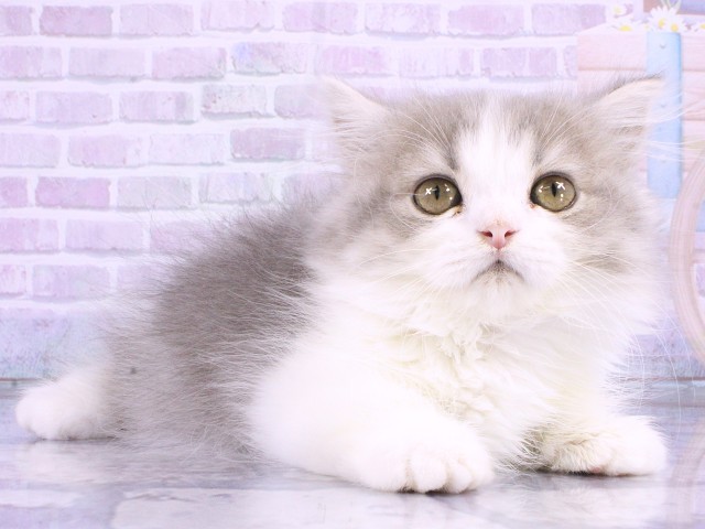 大阪府のミヌエット (Coo&RIKU梅田店/2026年4月5日生まれ/女の子/ブルータビーホワイト)の子猫の2枚目の画像