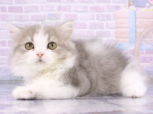 大阪府のミヌエット (Coo&RIKU梅田店/2026年4月5日生まれ/女の子/ブルータビーホワイト)の子猫の3枚目の画像