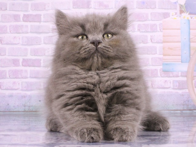 大阪府のマンチカン (Coo&RIKU心斎橋店/2026年4月6日生まれ/男の子/ブルータビー)の子猫の1枚目の画像
