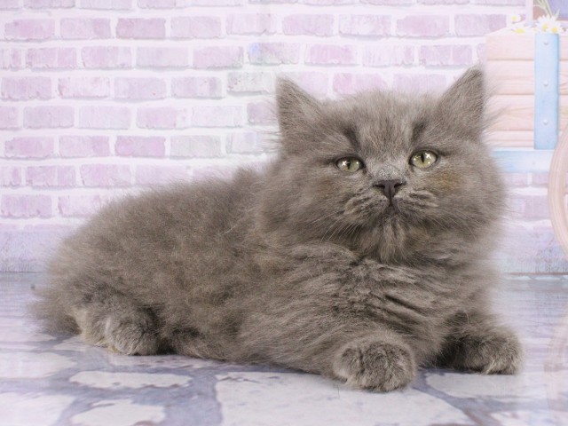 大阪府のマンチカン (Coo&RIKU心斎橋店/2026年4月6日生まれ/男の子/ブルータビー)の子猫の2枚目の画像