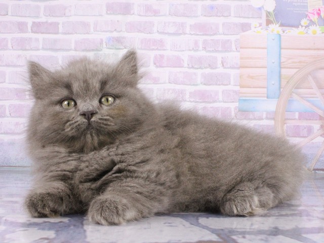 大阪府のマンチカン (Coo&RIKU心斎橋店/2026年4月6日生まれ/男の子/ブルータビー)の子猫の3枚目の画像