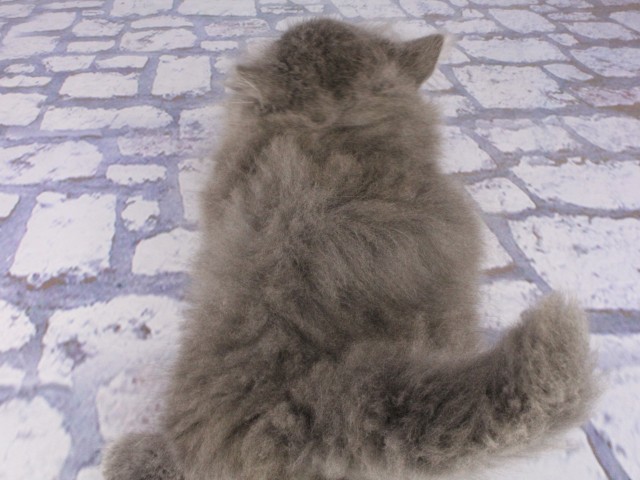 大阪府のマンチカン (Coo&RIKU心斎橋店/2026年4月6日生まれ/男の子/ブルータビー)の子猫の4枚目の画像